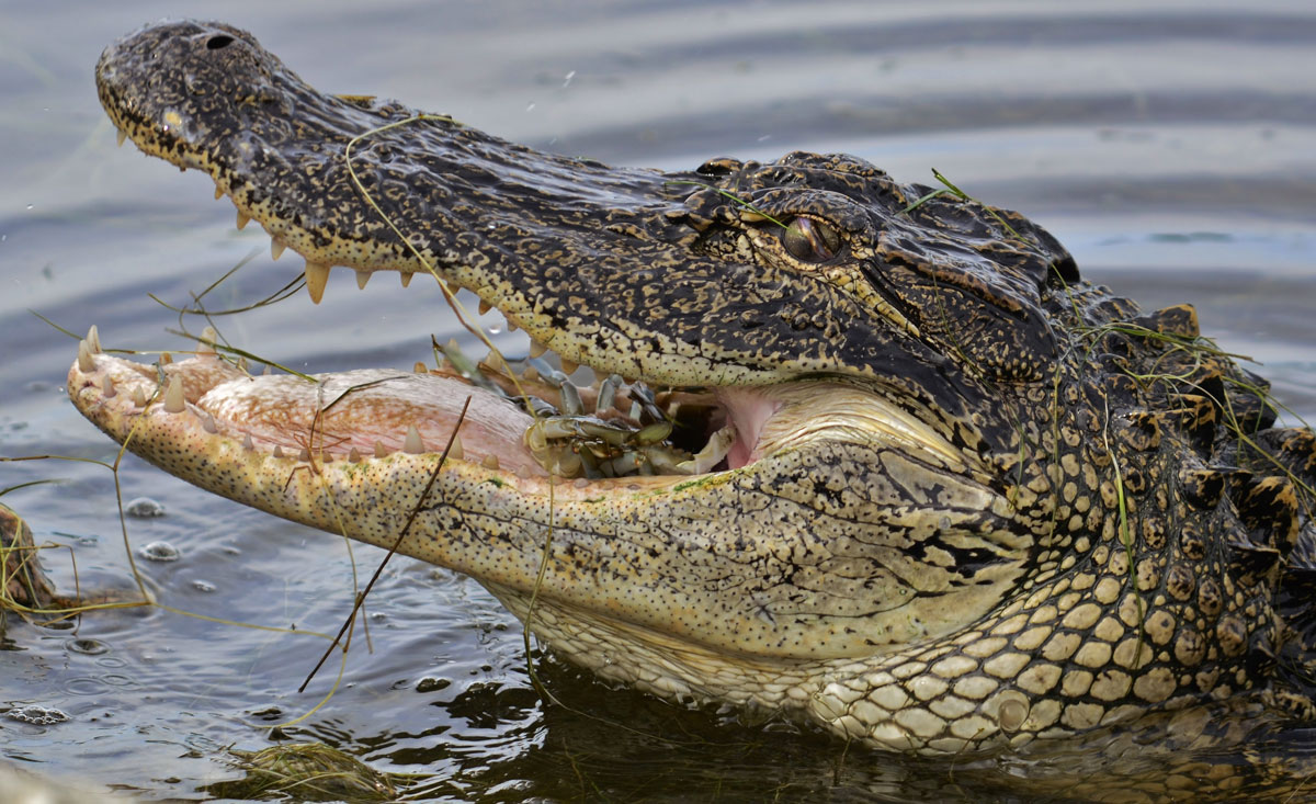 Is Disney Liable for Fatal Gator Attack?  Injury Law Blog