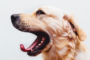 Dog Bite Accidents